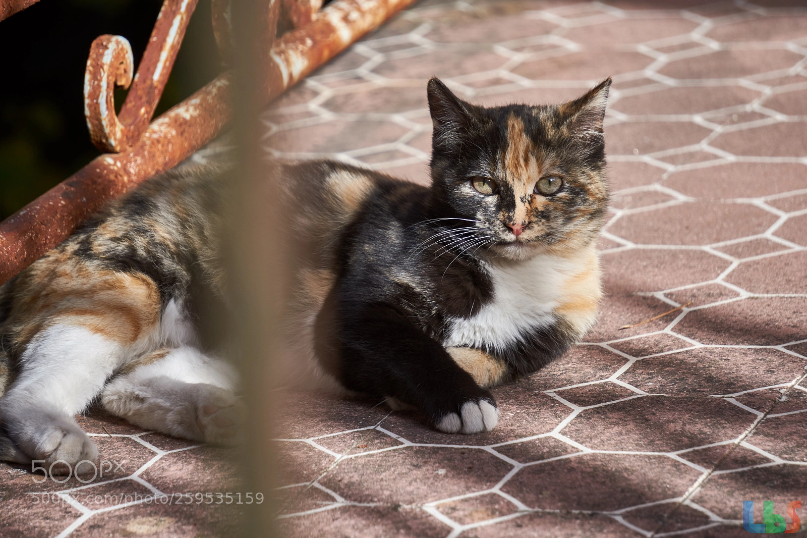 Sony a6500 sample photo. Chillingcat photography