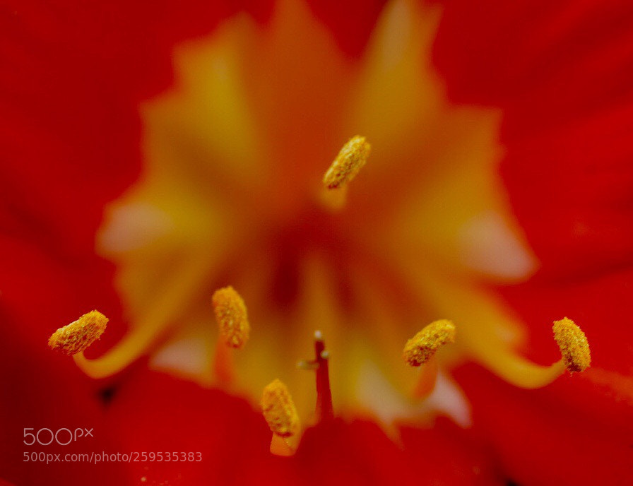 Sony a7R III sample photo. Orchid  photography