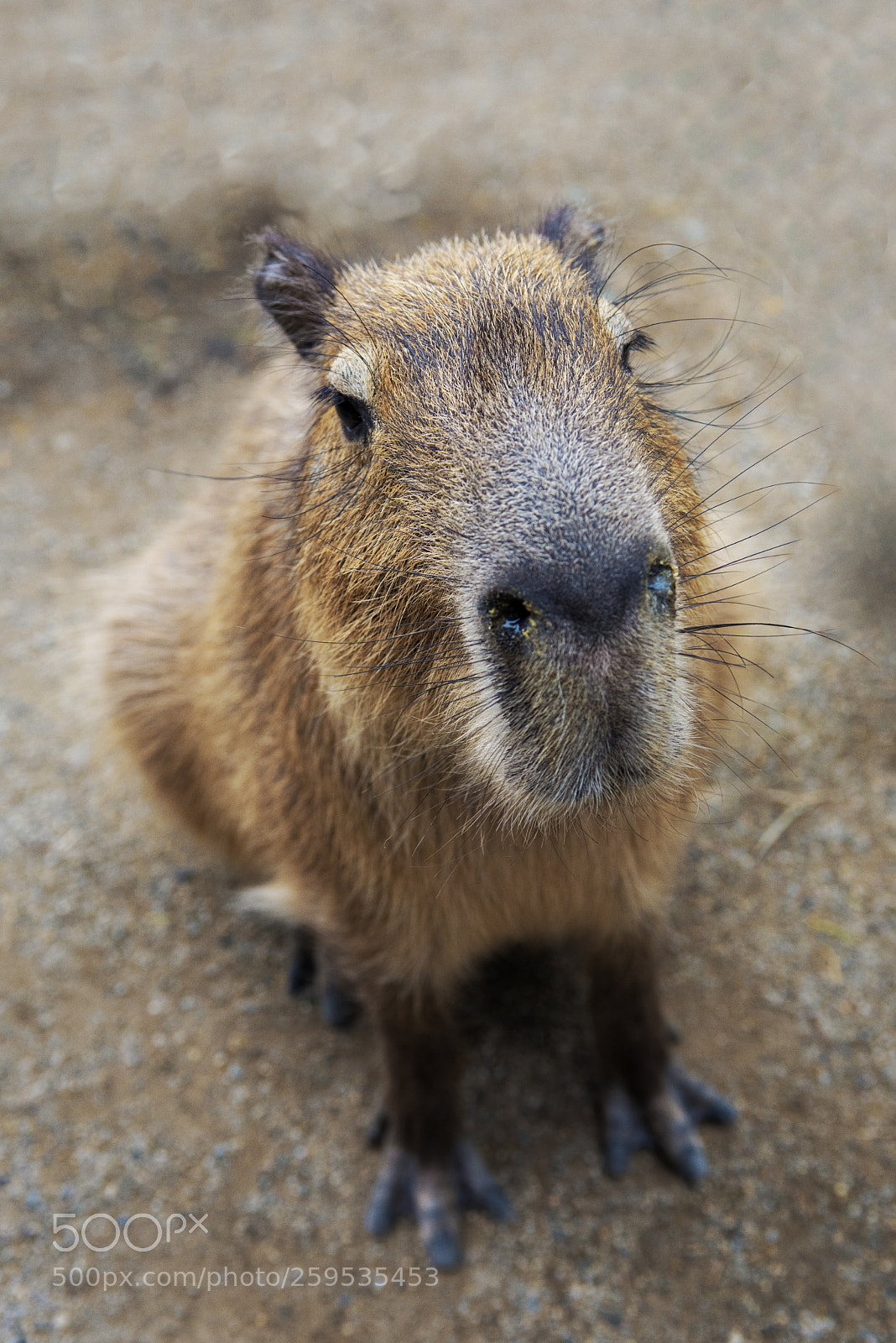 Nikon D750 sample photo. Capibara photography