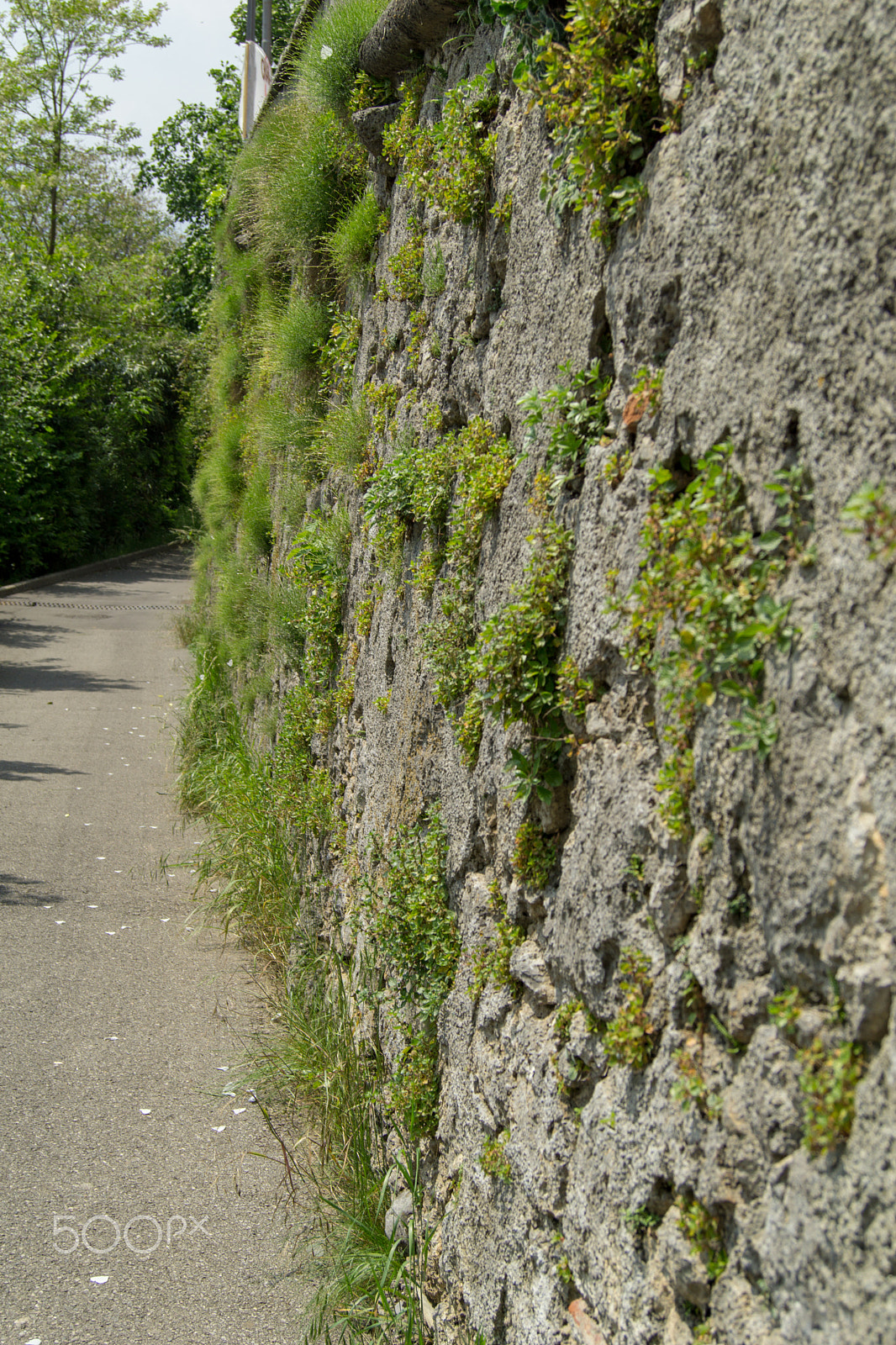 Sony a5100 sample photo. Walking on castione pt6 photography