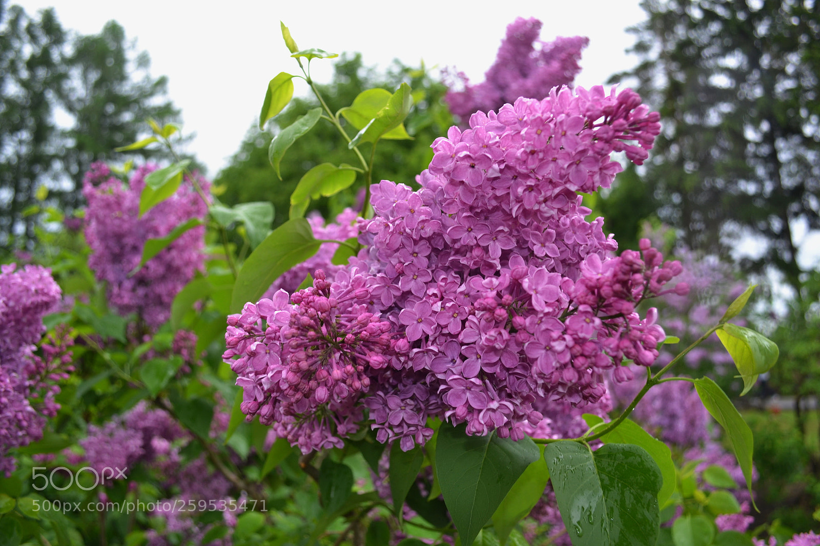 Nikon D3100 sample photo. сирень photography