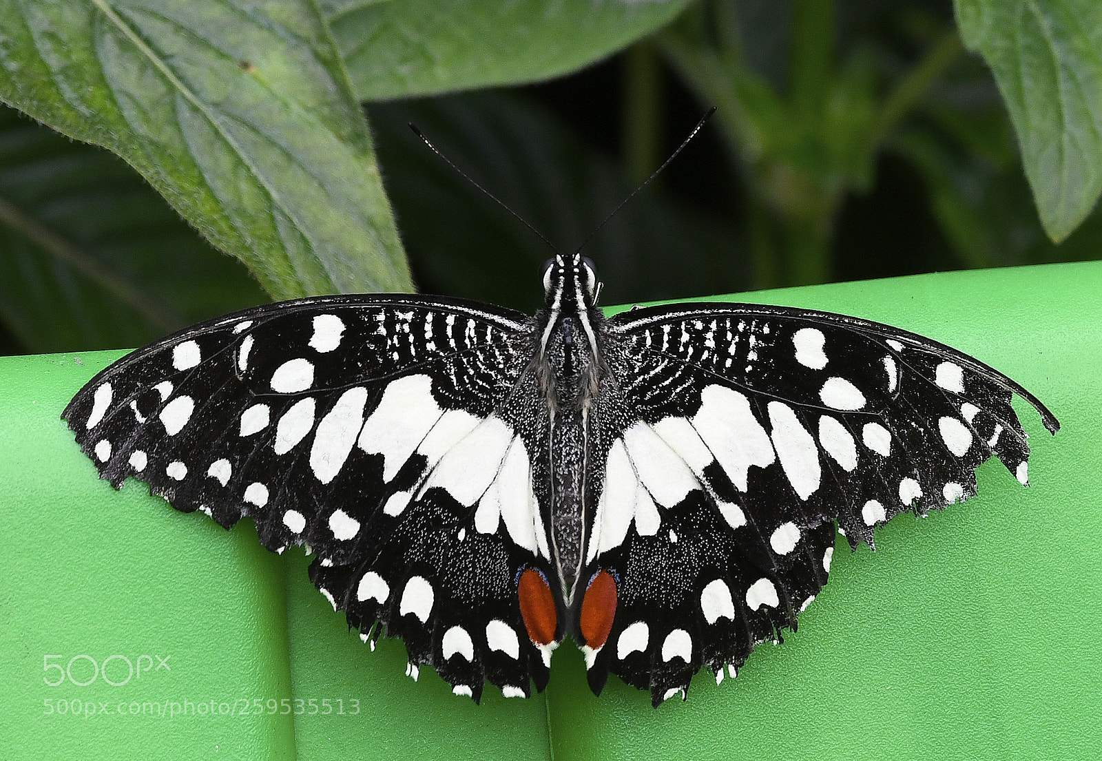 Nikon D850 sample photo. Christmas buttrfly photography