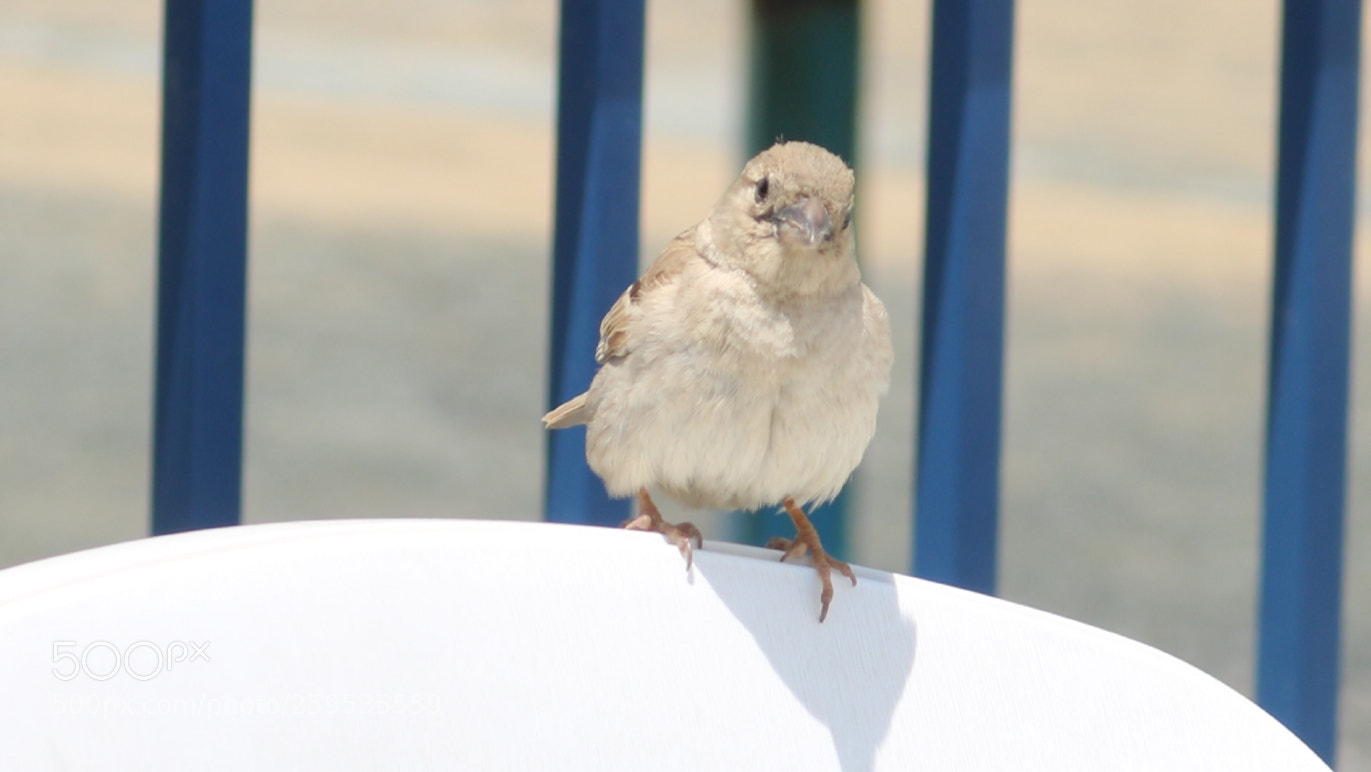 Canon EOS 750D (EOS Rebel T6i / EOS Kiss X8i) sample photo. 20180508_132235.jpg photography