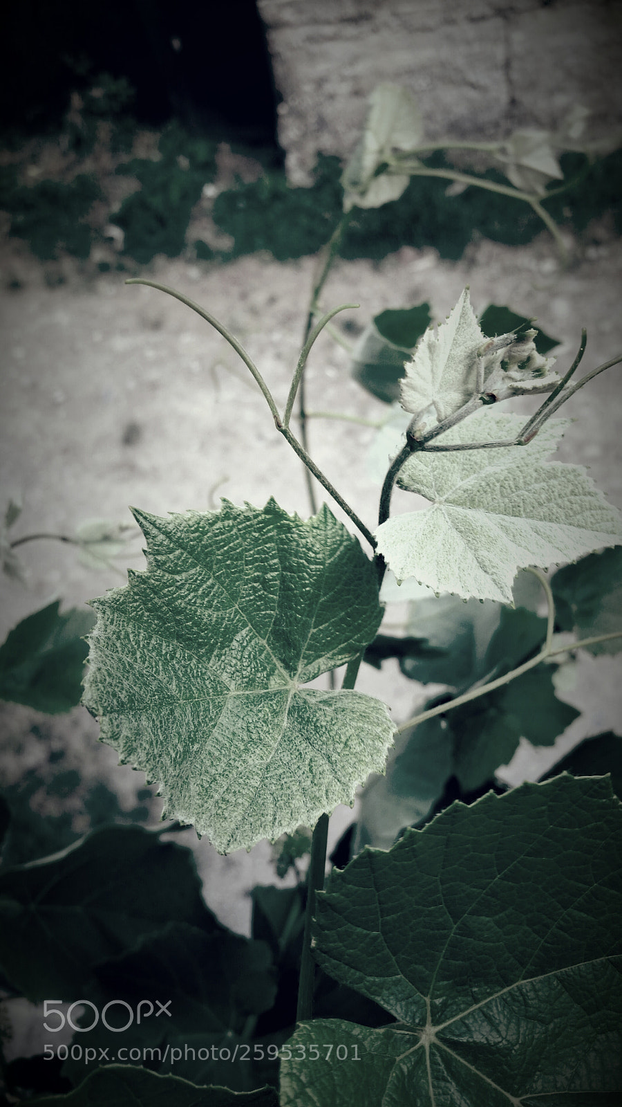 Samsung Galaxy S5 sample photo. F1 photography