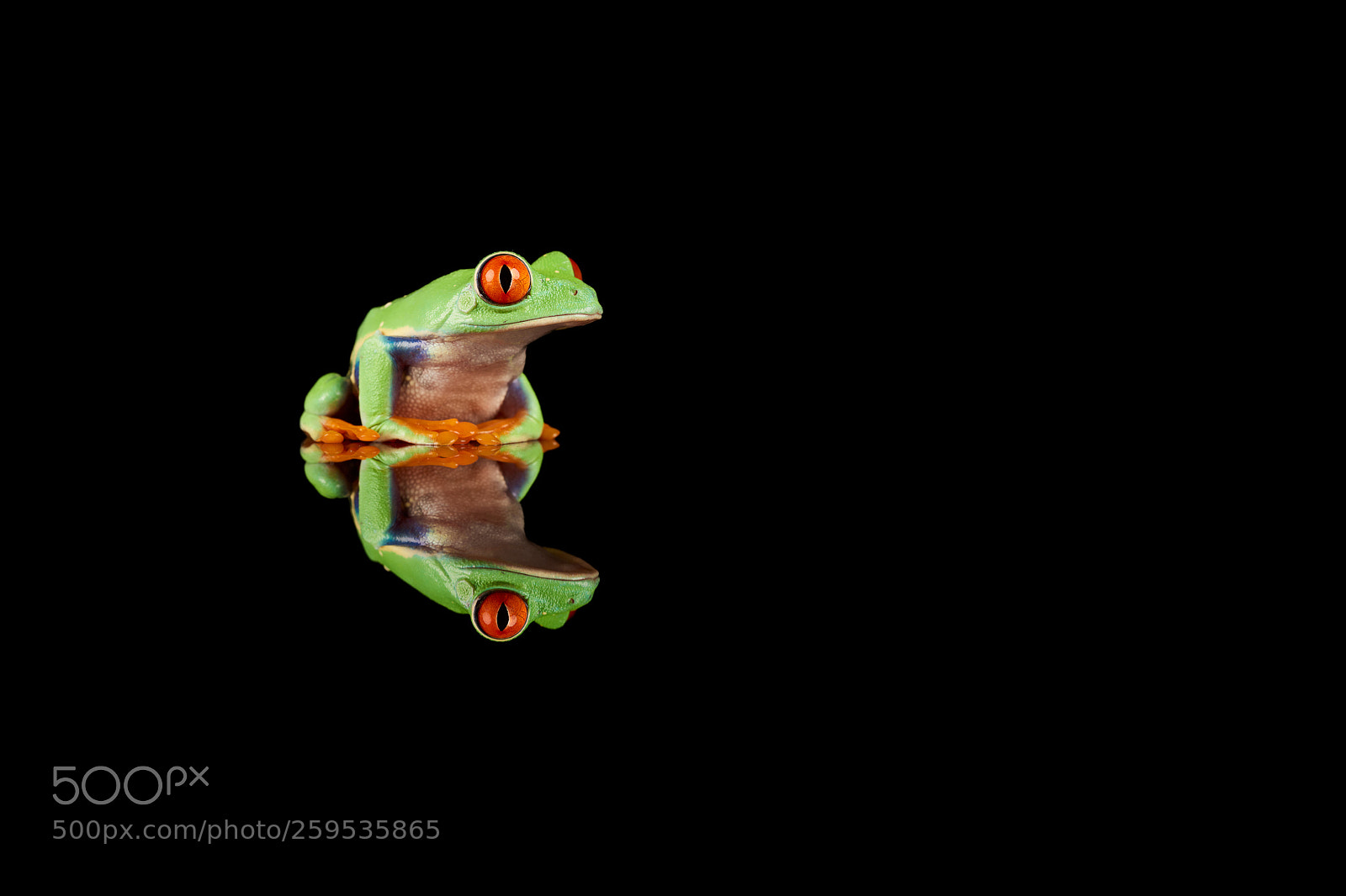 Nikon D810 sample photo. Red eyed tree frog photography