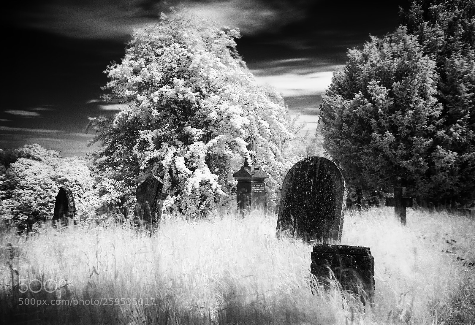 Nikon D200 sample photo. Overgrown graveyard (infared720nm) photography