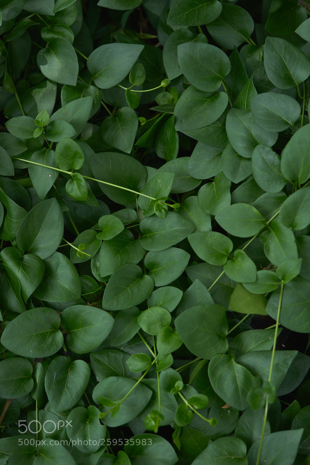 Sony a7 sample photo. Leaves 992 photography