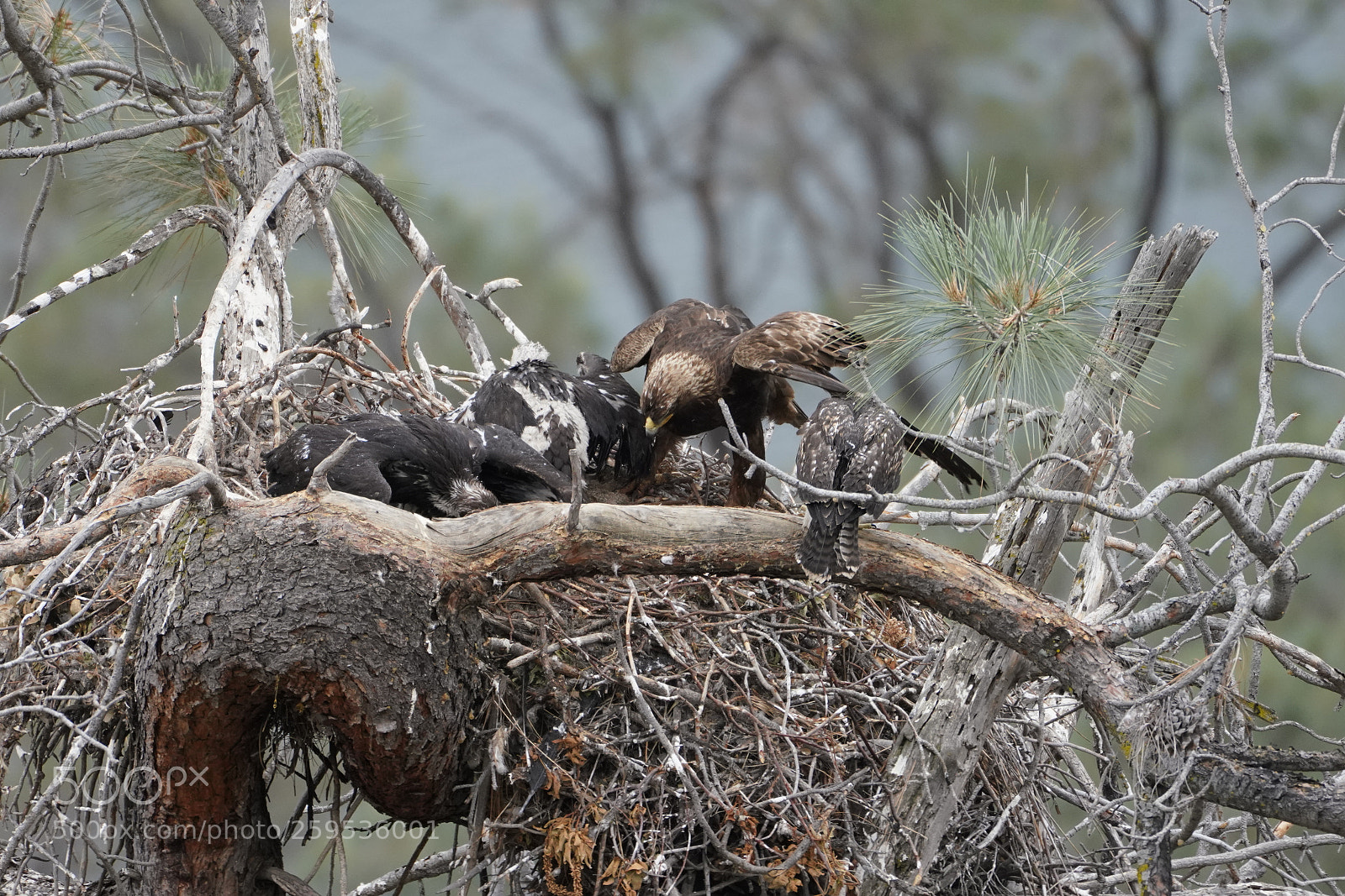 Sony a7R III sample photo. Adult golden eagle, 2 photography