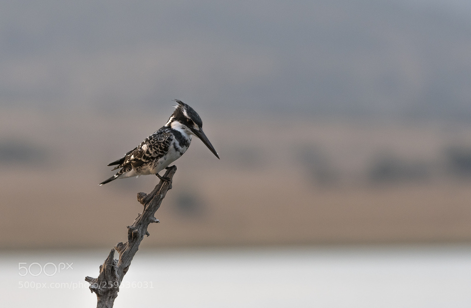Nikon D500 sample photo. Pied kingfisher scanning for photography