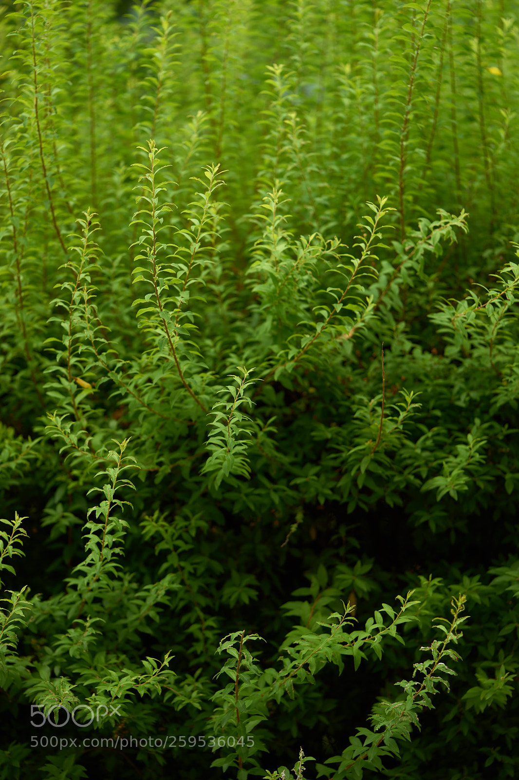 Sony a7 sample photo. Leaves 993 photography