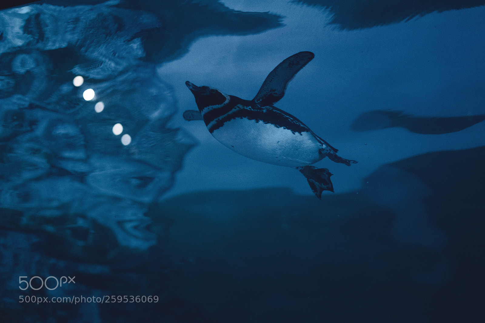 Sony a7 III sample photo. Penguin may fly photography