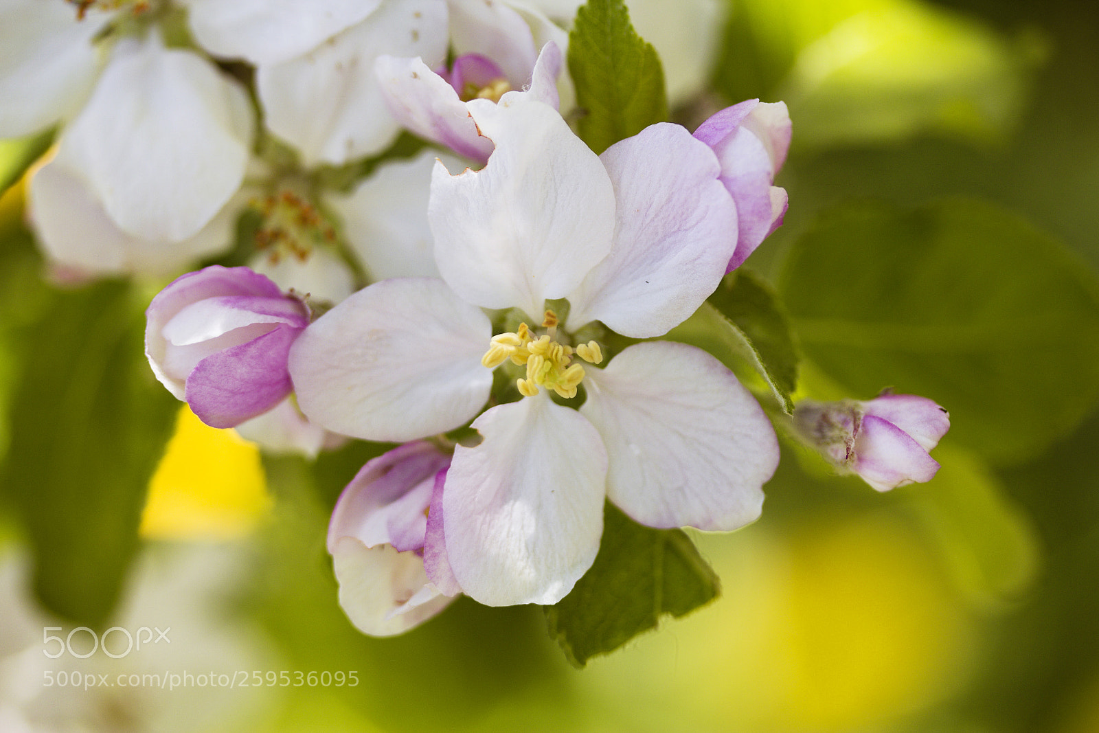 Canon EOS 60D sample photo. Kirschblüte/cherry blossom photography