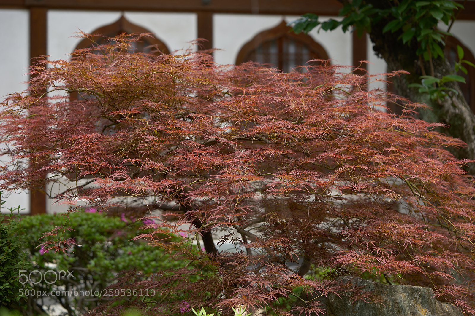 Sony a7 sample photo. Leaves 994 photography