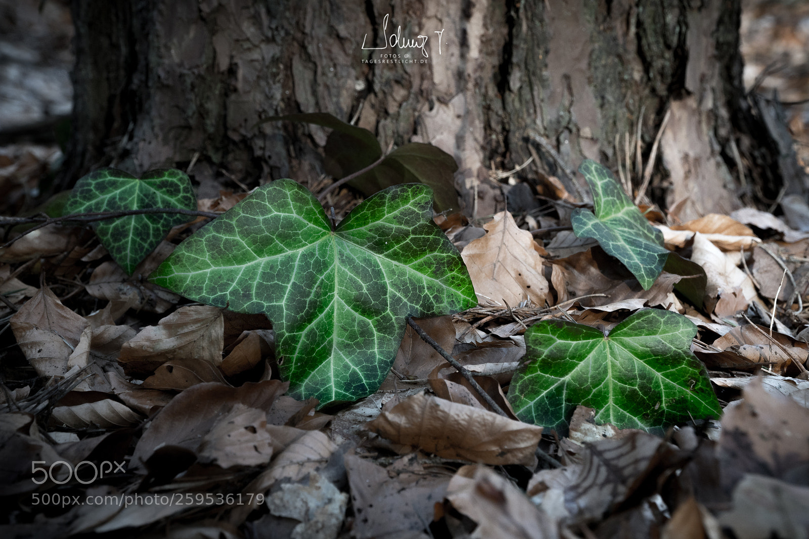 Sony a6300 sample photo. In the forest photography