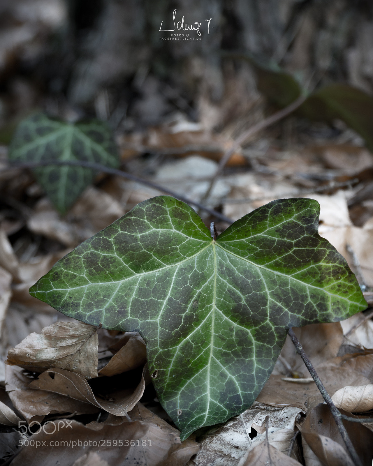 Sony a6300 sample photo. In the forest photography