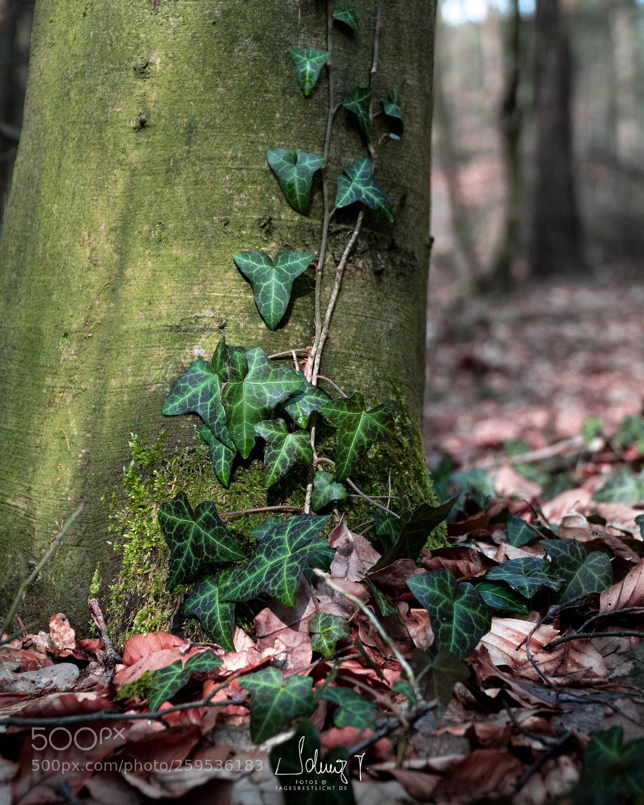 Sony a6300 sample photo. In the forest photography
