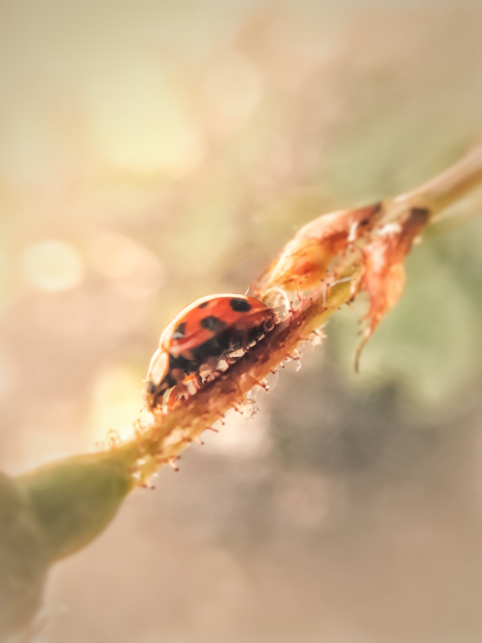Samsung Galaxy A3(2017) sample photo. Ladybug photography