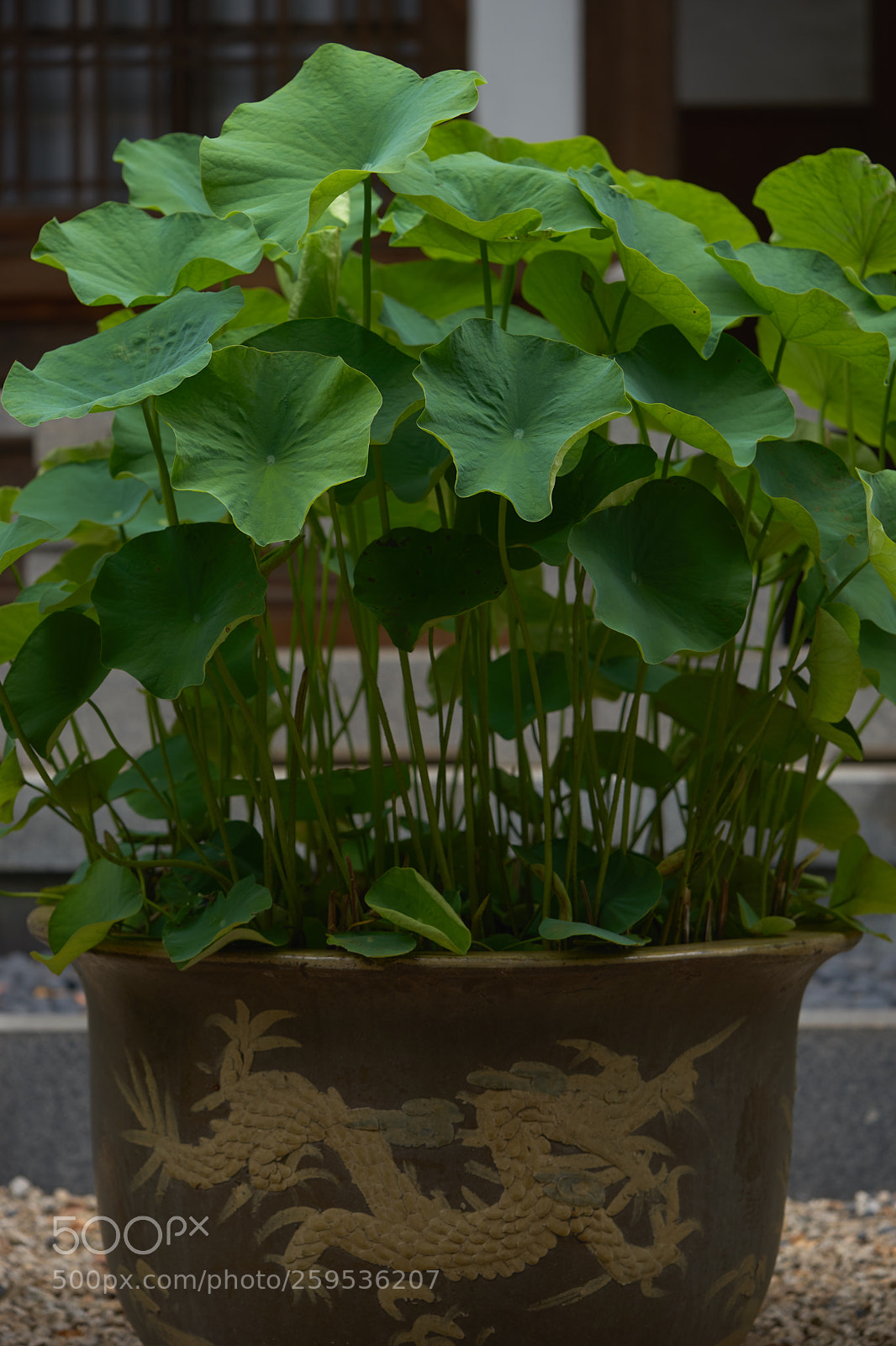 Sony a7 sample photo. Leaves 995 photography