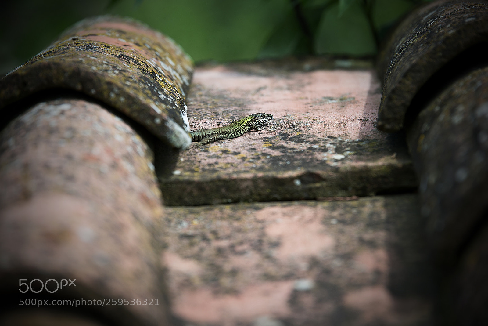 Nikon D600 sample photo. Lizard photography