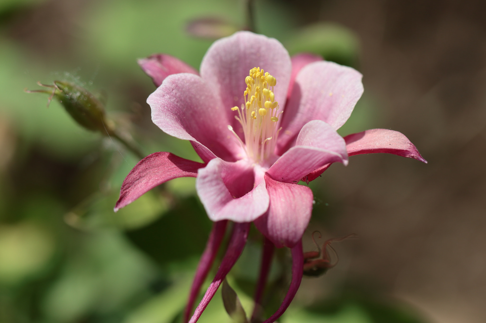 Canon EF 100mm F2.8L Macro IS USM sample photo. Columbine photography
