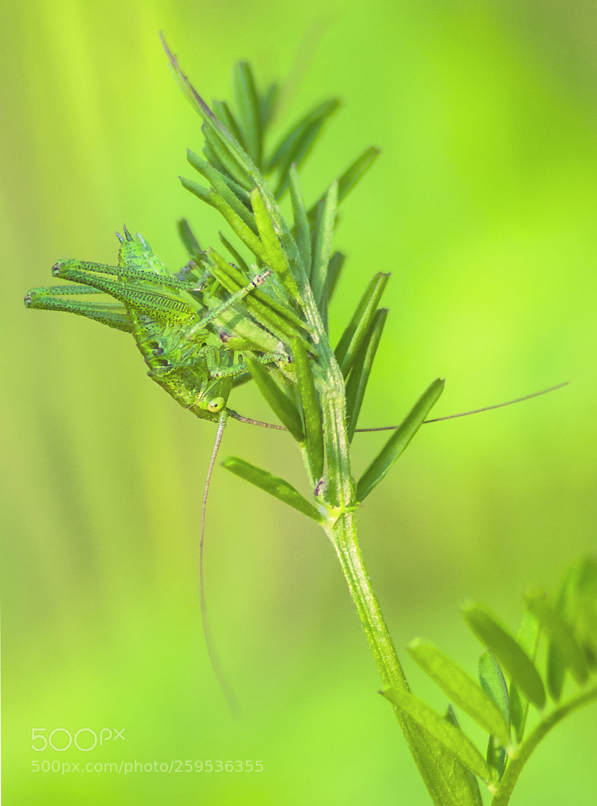 Pentax K-30 sample photo. Green grasshopper juvenile #2 photography