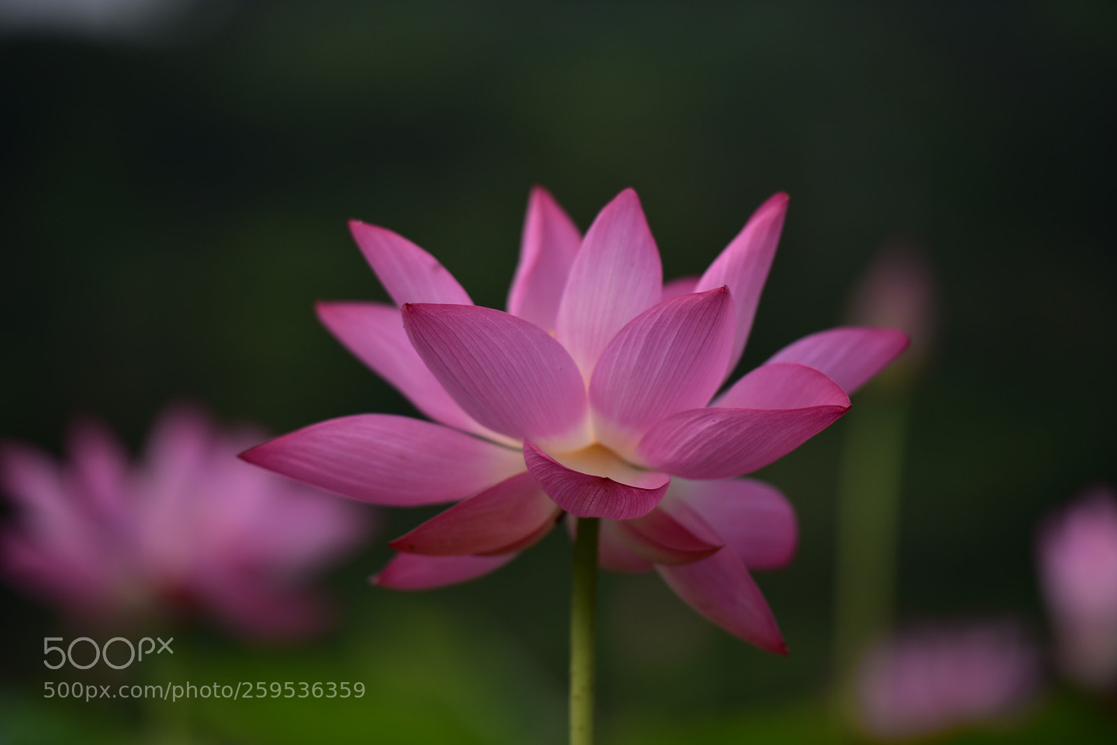 Nikon D750 sample photo. Untitled photography