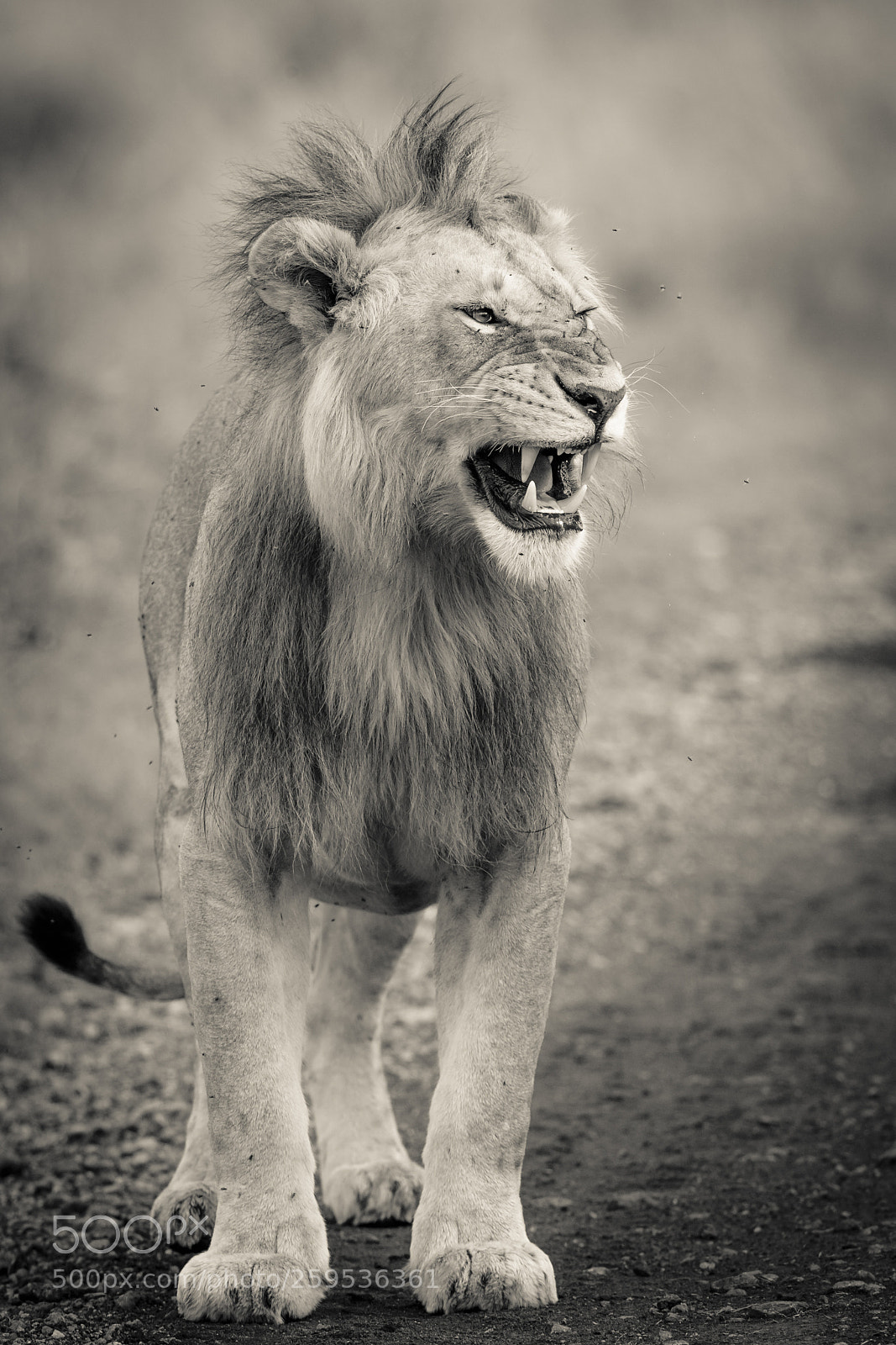 Canon EOS-1D X Mark II sample photo. Young male lion photography