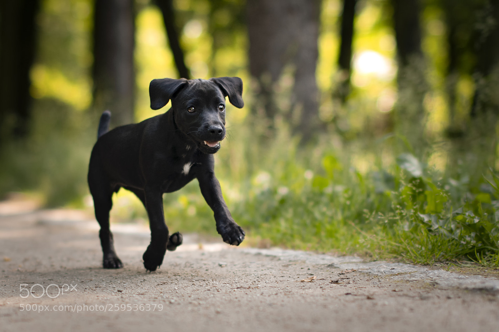 Nikon D500 sample photo. Happy little puppy photography