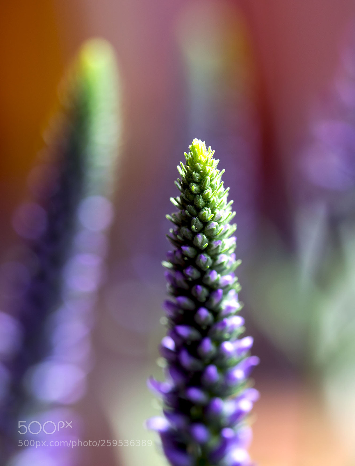 Canon EOS 750D (EOS Rebel T6i / EOS Kiss X8i) sample photo. Veronica spicata photography