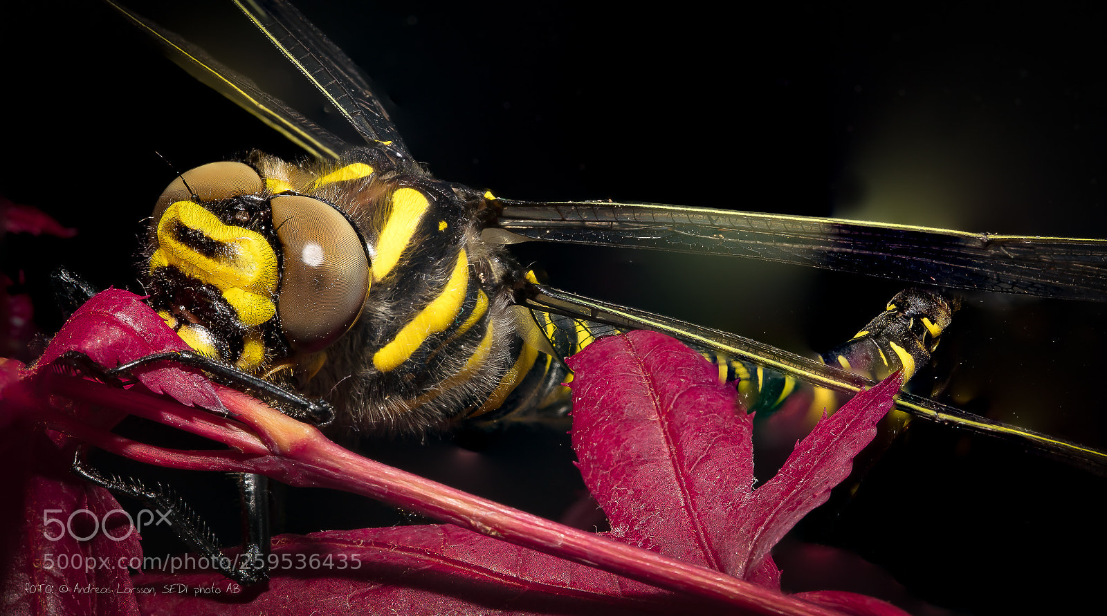 Canon EOS 5DS sample photo. Dragonfly macro photography