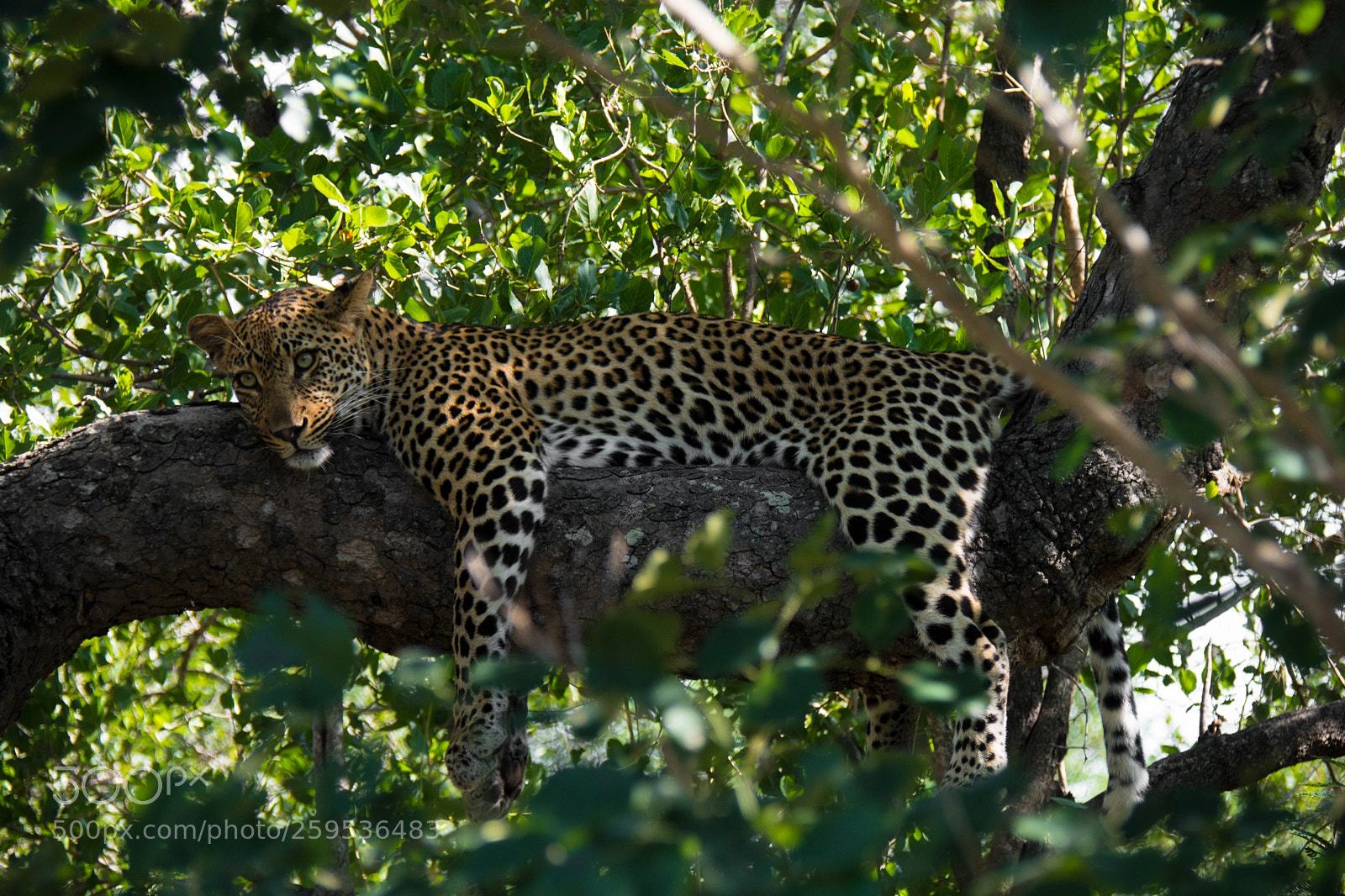 Nikon D7100 sample photo. Time for a snooze photography