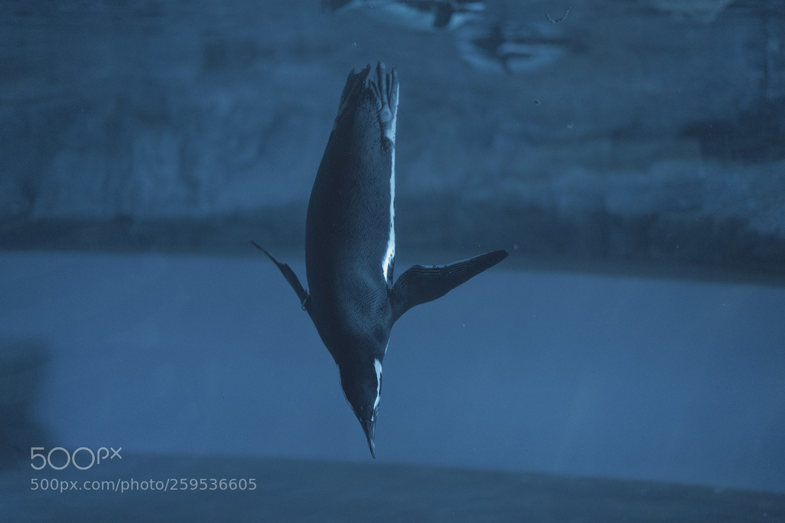 Sony a7 III sample photo. Penguin may fall photography
