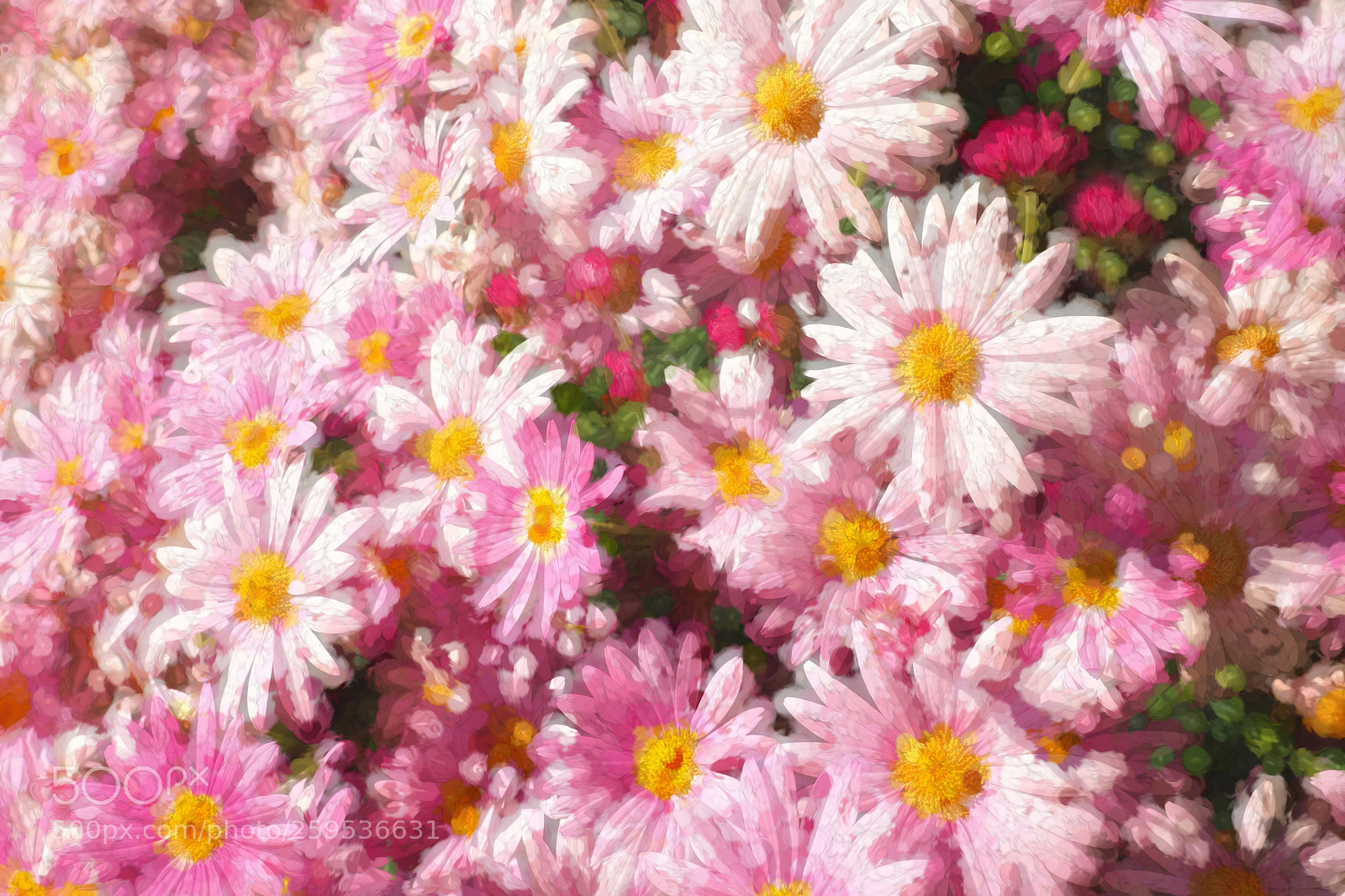 Olympus OM-D E-M10 II sample photo. Say it with flowers photography