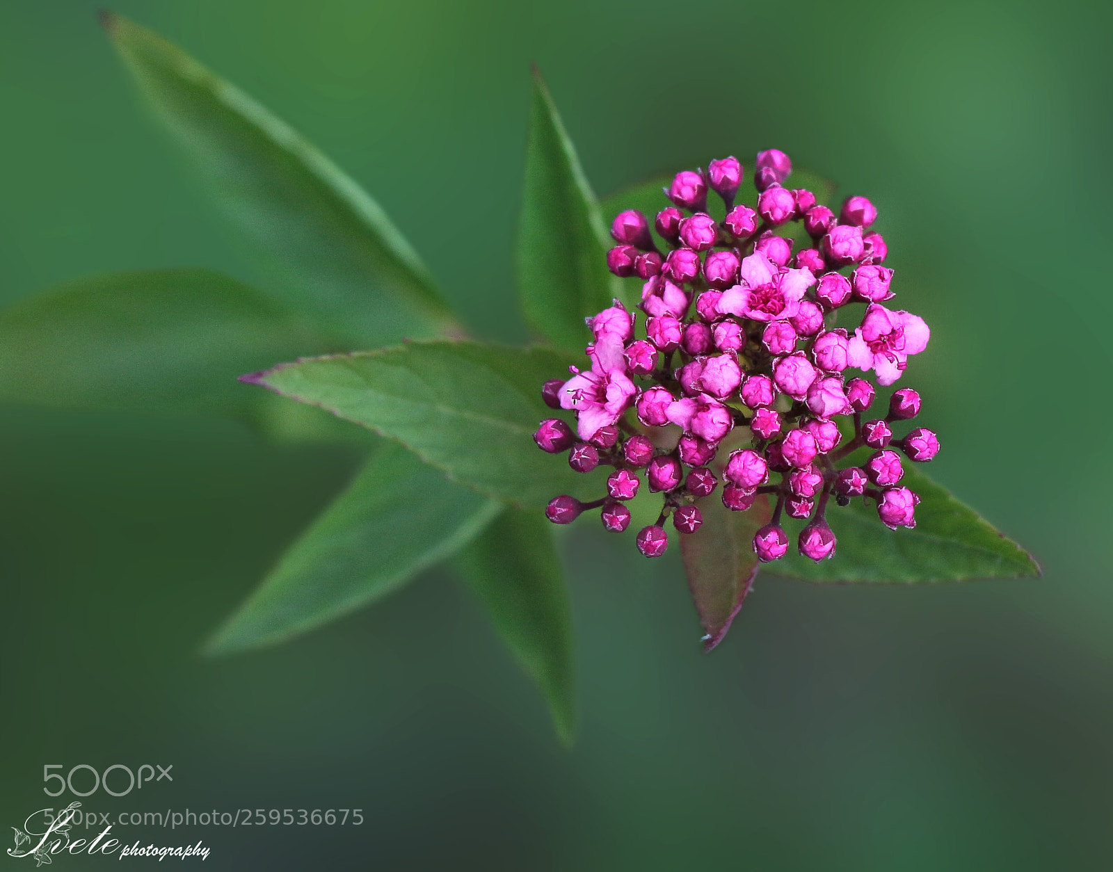 Canon EOS 700D (EOS Rebel T5i / EOS Kiss X7i) sample photo. Small pinks photography