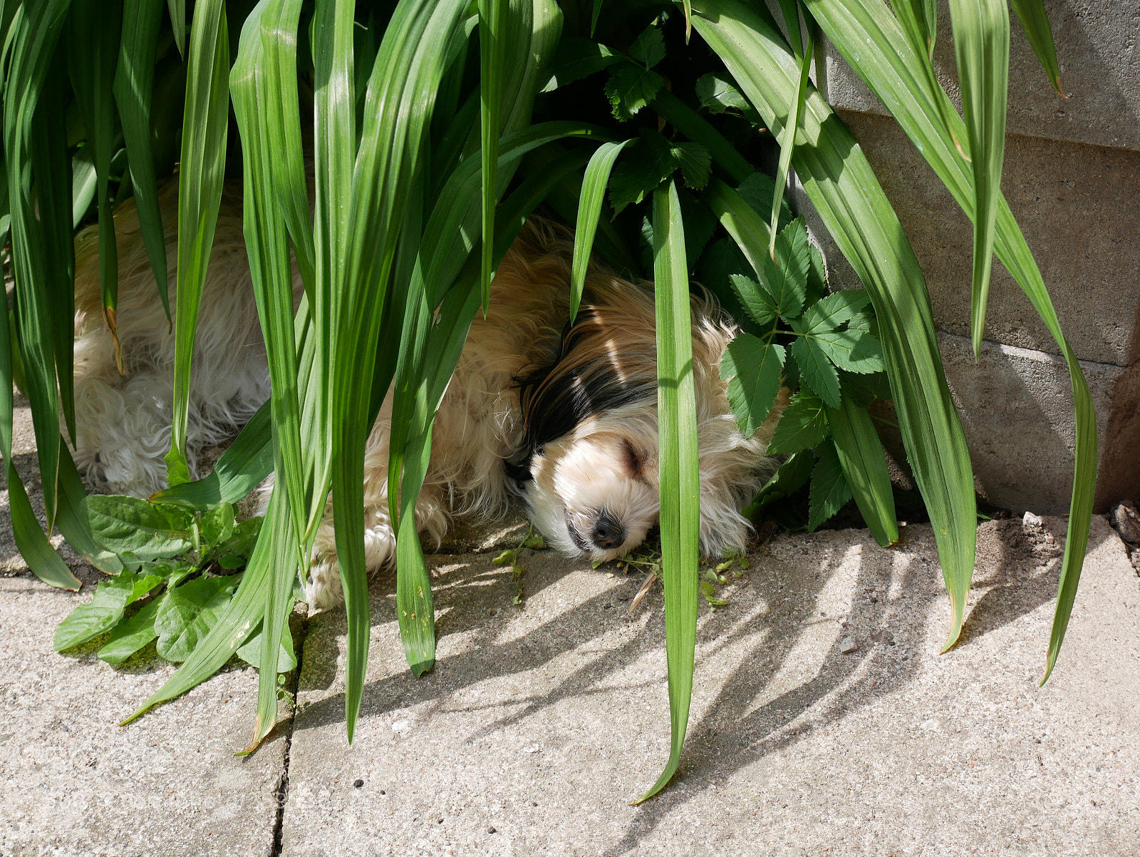 Panasonic Lumix DMC-GX85 (Lumix DMC-GX80 / Lumix DMC-GX7 Mark II) sample photo. Taking a nap from photography
