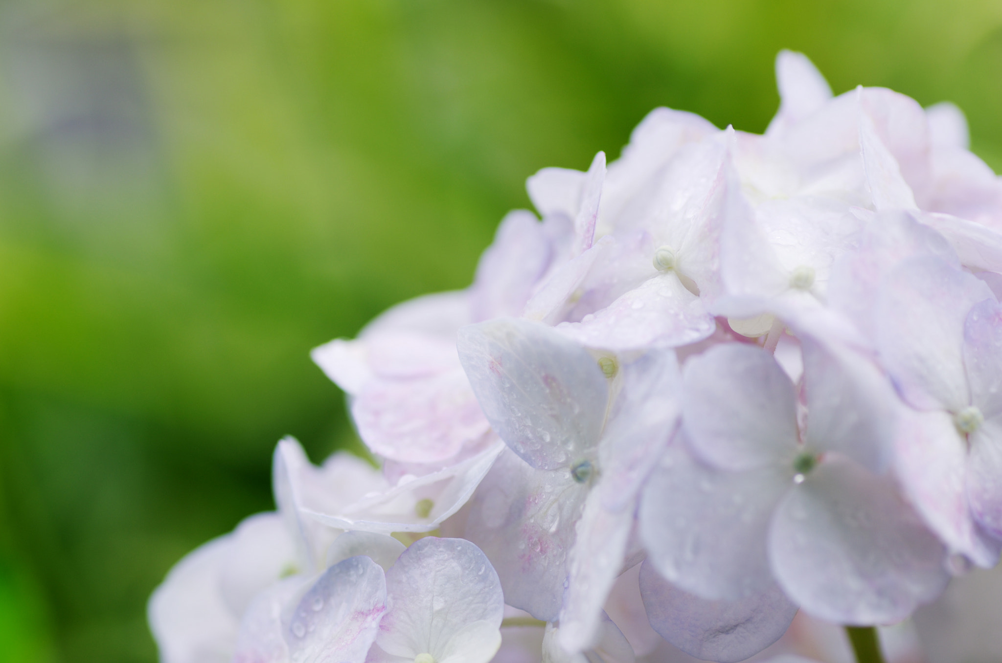 Pentax K-5 + Tamron SP AF 90mm F2.8 Di Macro sample photo. Hydrangea photography