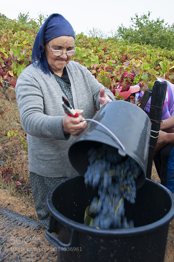 Nikon D5000 sample photo. Douro photography