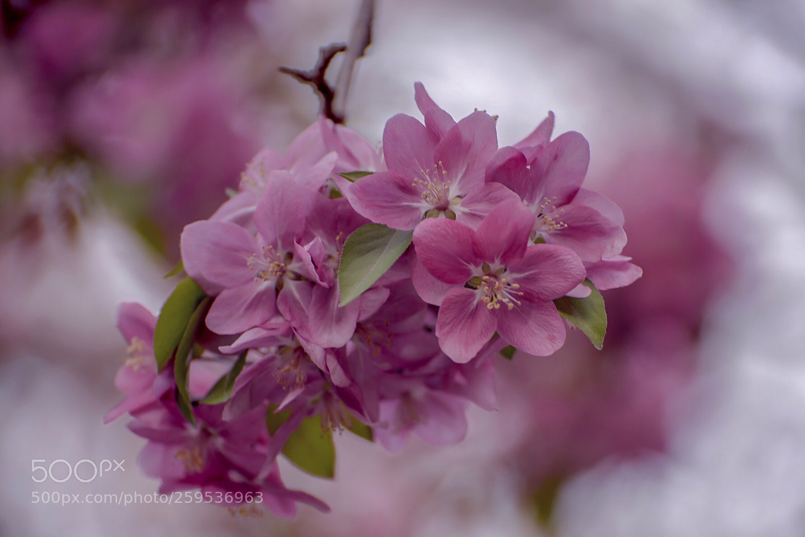 Nikon D610 sample photo. Ornamental crabapple blossoms photography