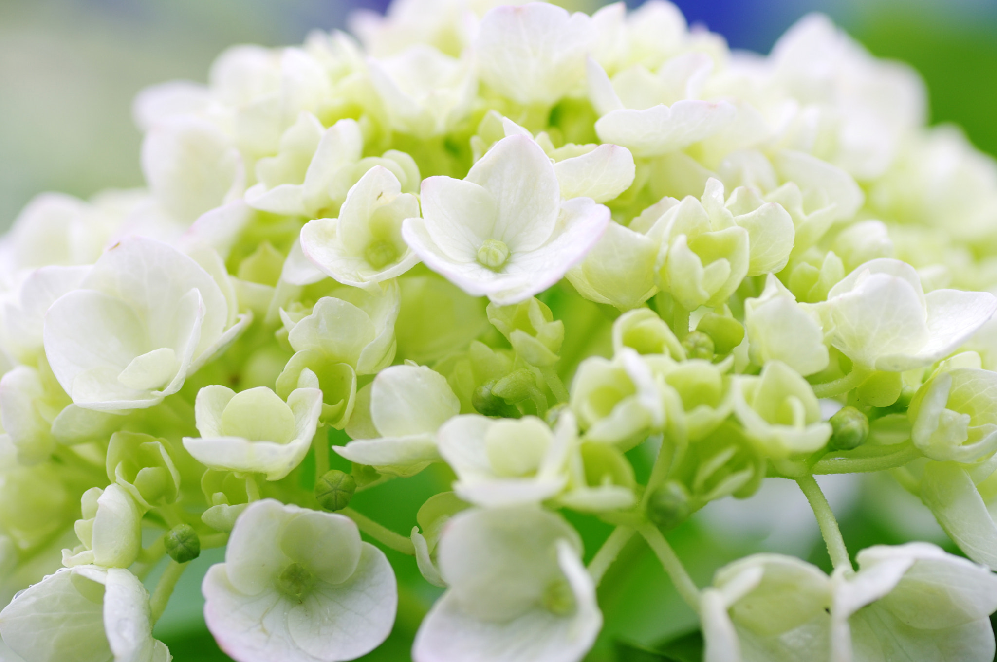 Pentax K-5 + Tamron SP AF 90mm F2.8 Di Macro sample photo. Hydrangea photography