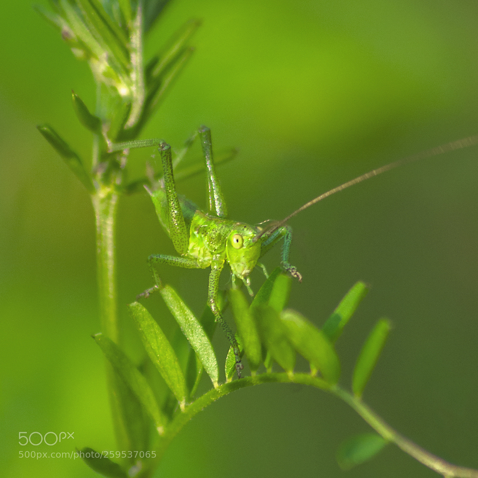 Pentax K-30 sample photo. Green grasshopper juvenile #1 photography