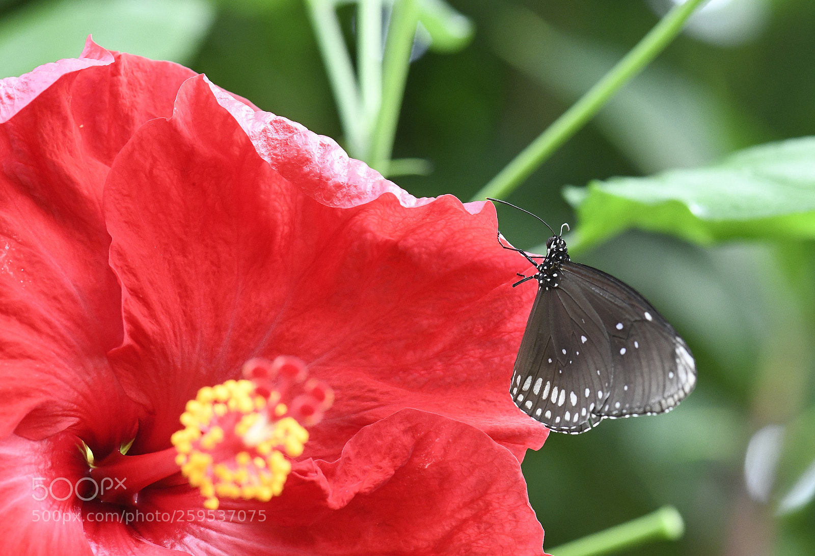 Nikon D850 sample photo. Clourfull depth of field photography