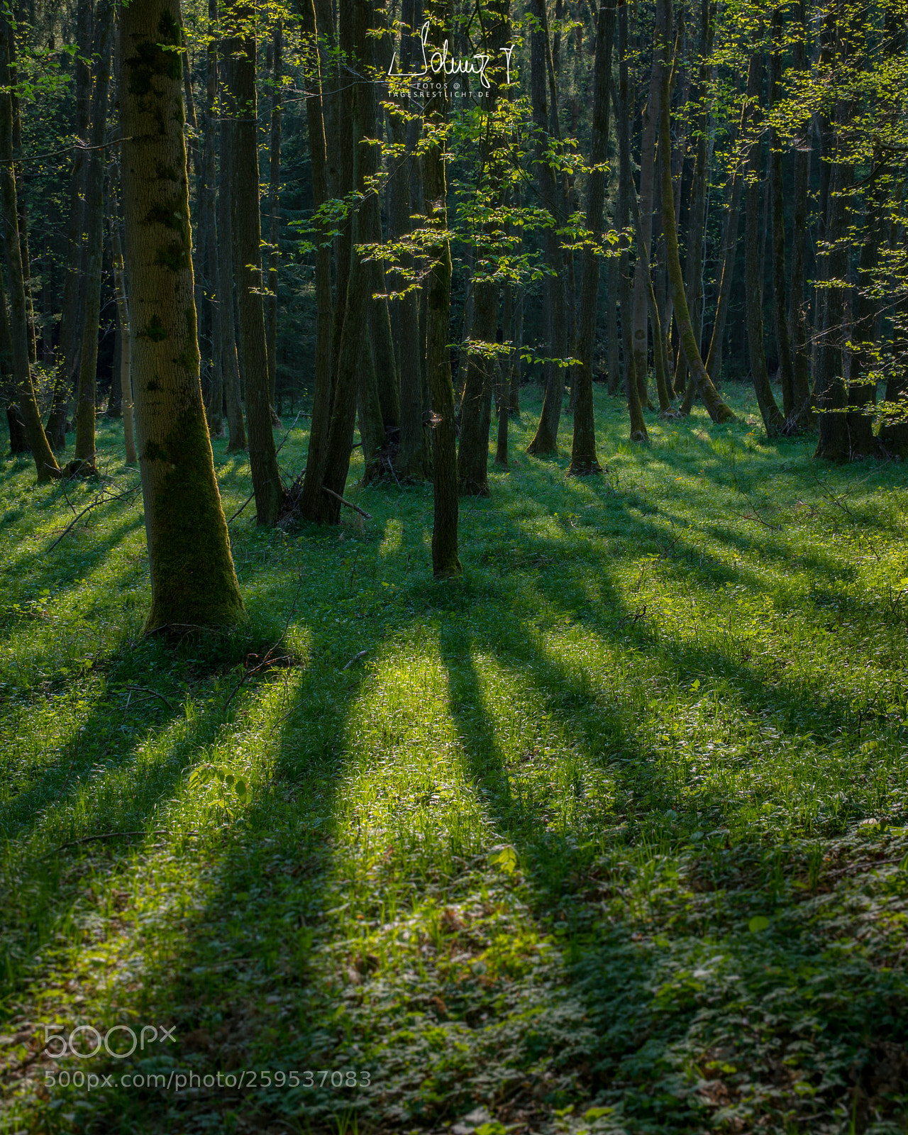 Sony a6300 sample photo. In the forest photography