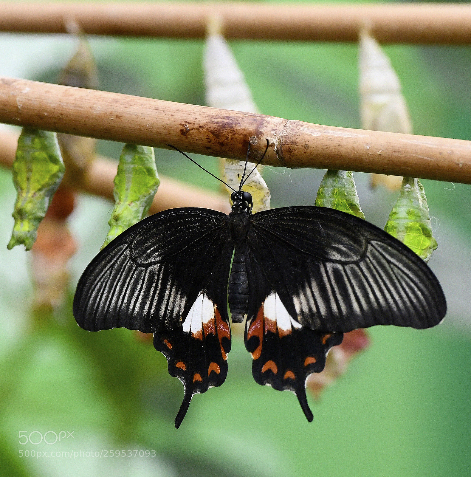 Nikon D850 sample photo. Dangle photography