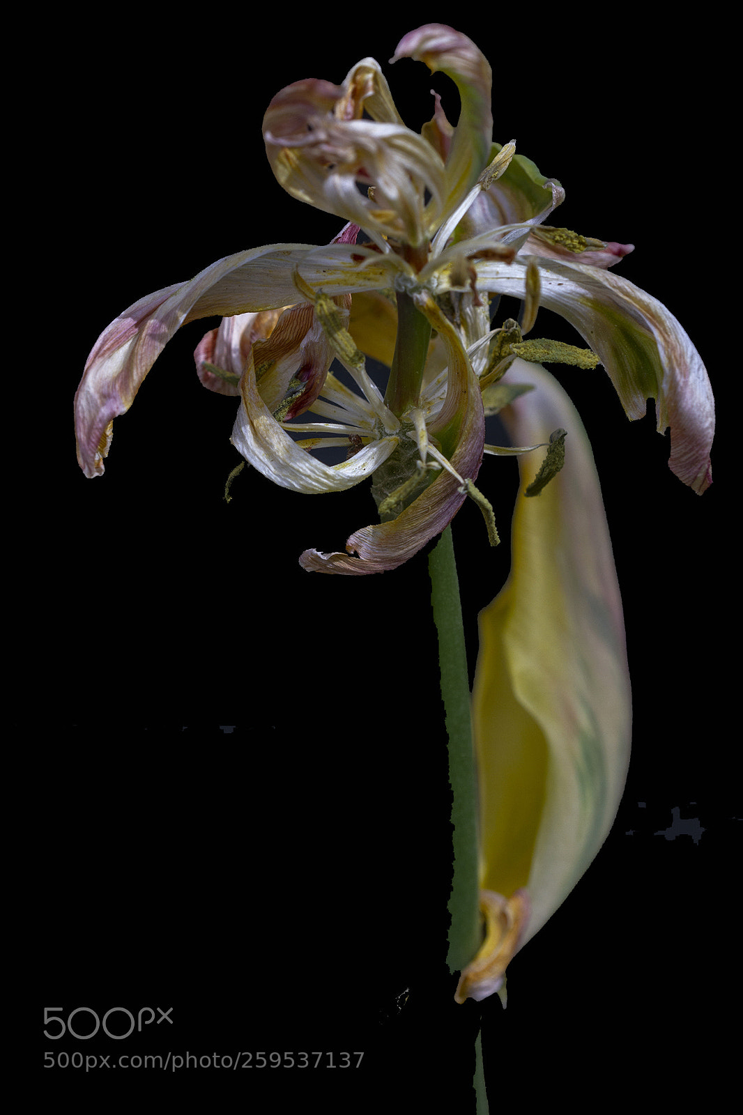 Canon EOS 7D sample photo. Tulip 7 photography