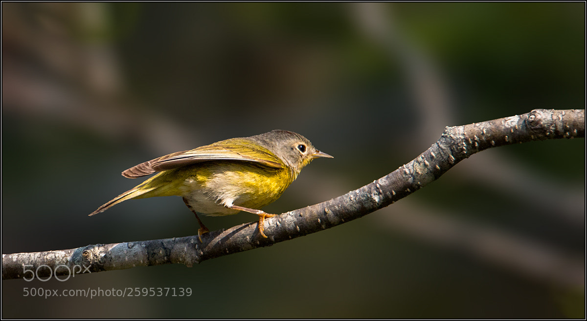 Canon EOS 70D sample photo. Nashville warbler photography