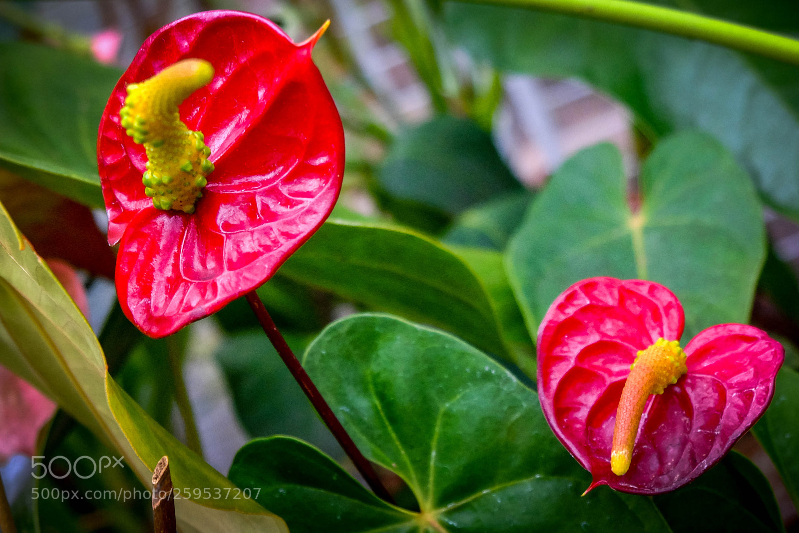 Fujifilm X-T10 sample photo. Jim timko - 2018 photography