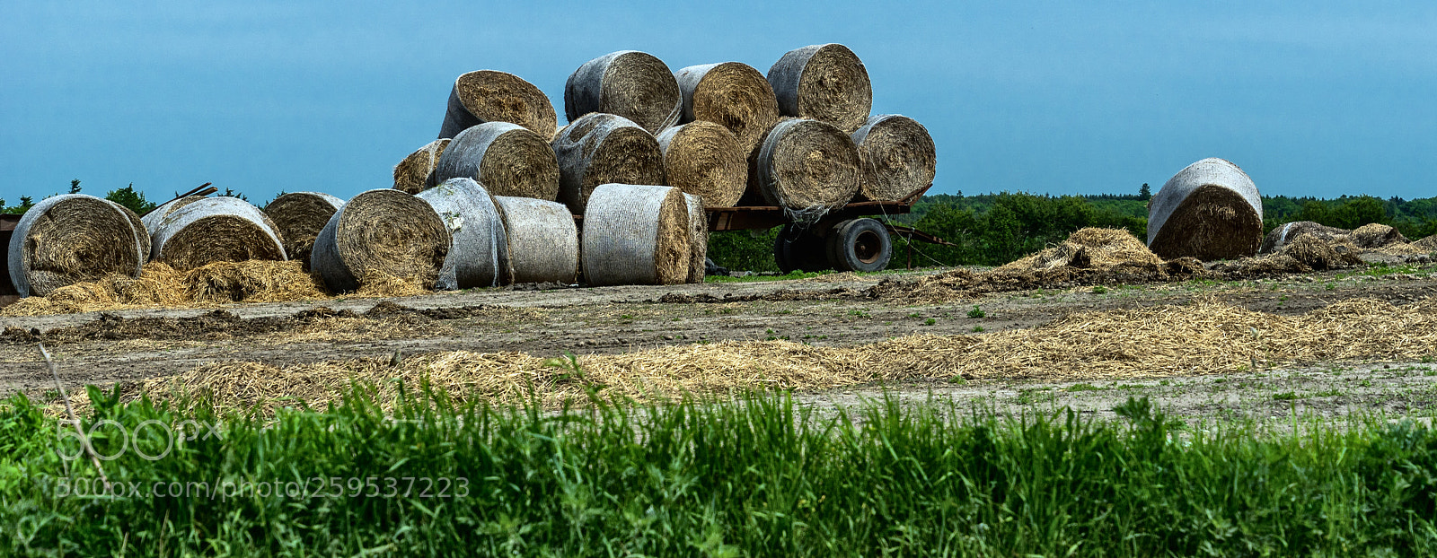 Sony ILCA-77M2 sample photo. Straw (from last year) photography