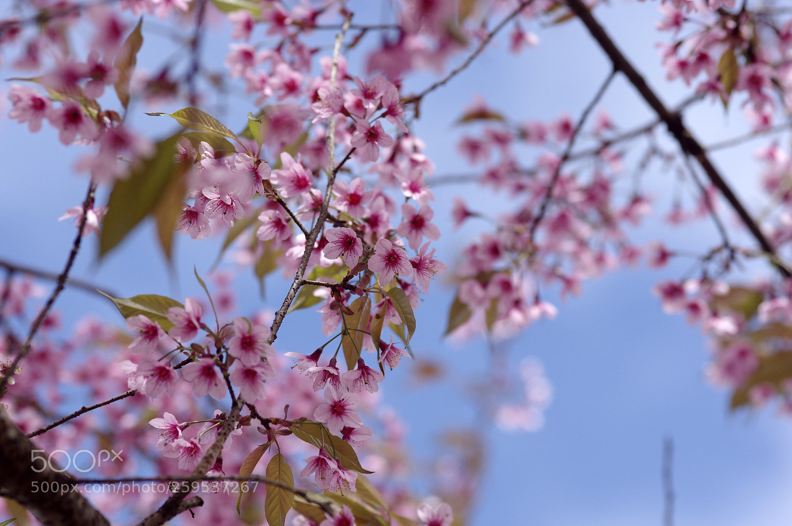 Pentax K-3 sample photo. Aaa photography
