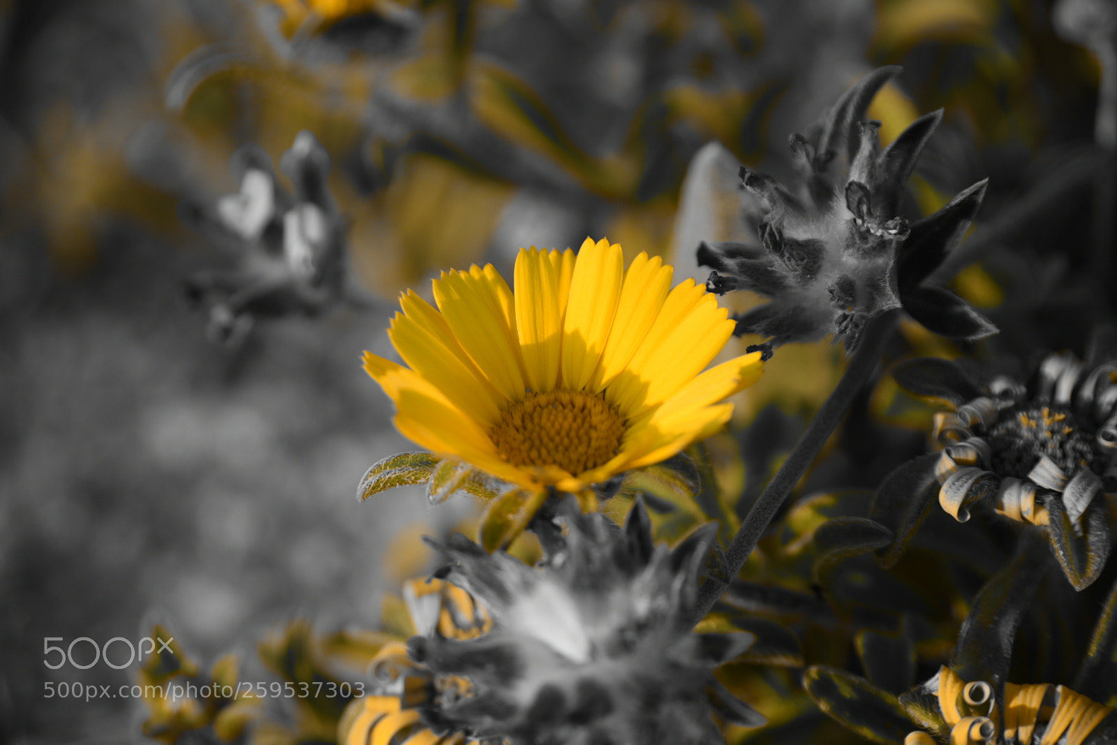 Nikon D750 sample photo. Untitled photography