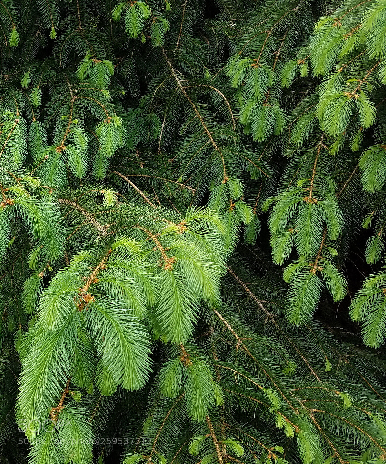 Samsung Galaxy S7 sample photo. New growth photography